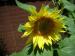 Sunflower0716.jpg